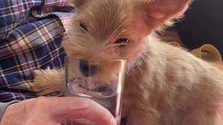 Thirsty Puppy Adorably Drinks From Glass