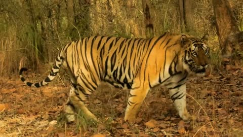 Tarun Bheem T22, the king of Bandhavgarh tigers, It is showing its figure