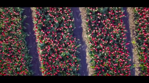 Tulips in the Netherlands _ Flower Power of the Netherlands _ Aerial View of Beautiful Flowers