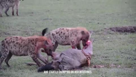 Terrifying-hyena-rips-a-wildebeests-guts / hyena viral video