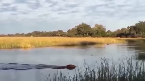 Incredible! The Wildebeest's Dangerous Migration Journey Through Crocodile Swamp | Animallily