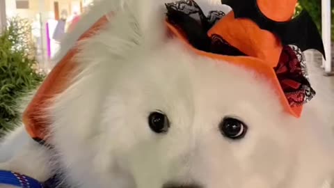 Cute dog ready for helloween party
