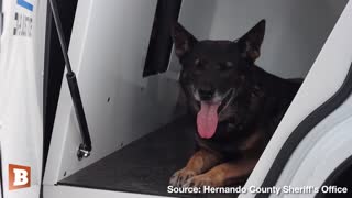 Listen: K-9 "Justice" Receives Final Sign-Off