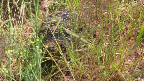 Africa's Most Deadly Snake! ft. The Puff Adder