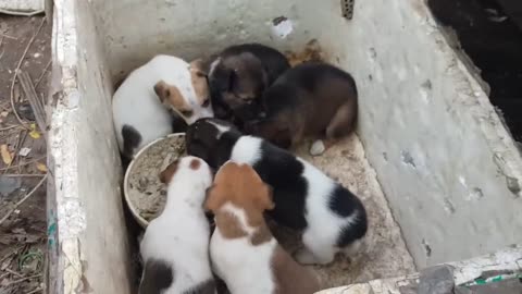 Rescue Baby puppies - the mom dog lose long time