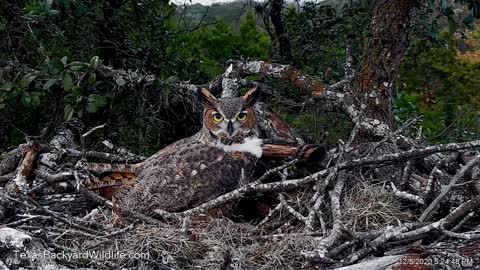 Removing a raccoon from the owl nest is a great horned owl.