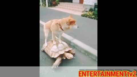 DOG Vs TORTOISE