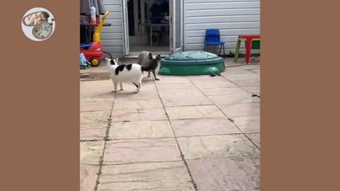 Cat and dog fight 🐶 funny cat and dog fight who will win
