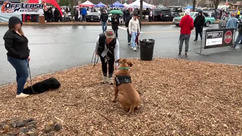 Super cute bear dog training