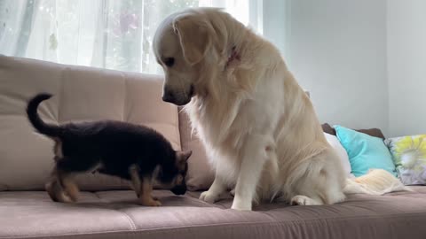 Golden Retriever Meets New German Shepherd Puppy for the First Time!