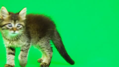 Green screen cat videos