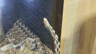 Rattle snake shedding its skin