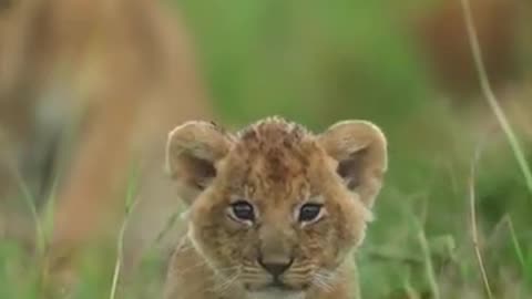 Joy of kids #wildlife #animal