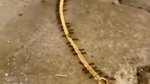 Ants carrying a gold chain