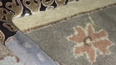 Snake owner helps his pet shed its skin