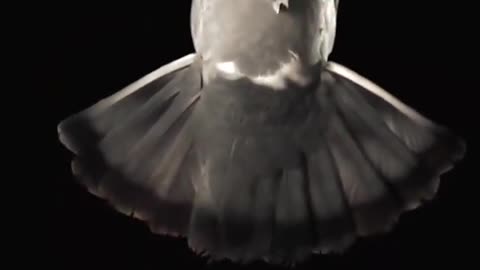 Pigeon Flight in Slow Motion