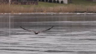 Bald Eagle Strike