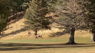 Elk Herd Stampede in Estes Park