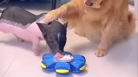 very clever dog and pig video