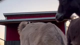 Baby goats playing and checking out the camera