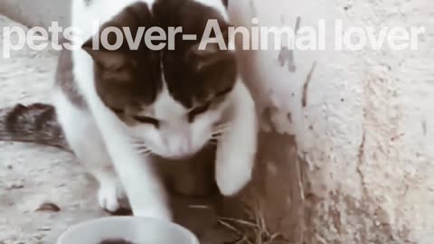 Pets lover-Animal lover cuite funny pets and animal