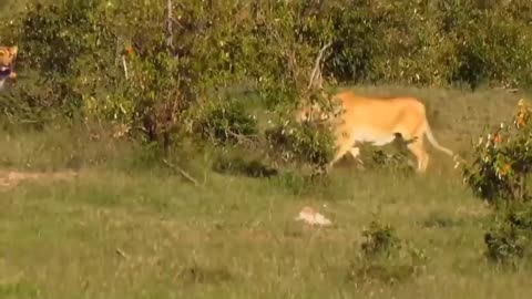 Touching Story ! Lion Becomes Gentle To Adopt Cheetah's Cubs - Cheetah Vs ,Oryx-13