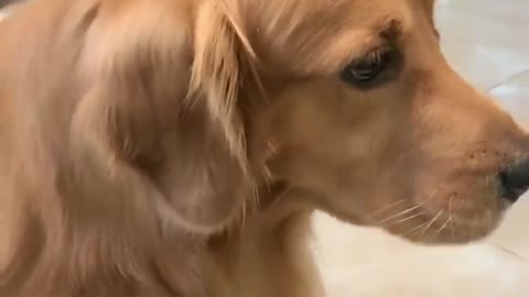 Most Beautiful Videos Of Golden Retriever | Cute And Funny Dog Videos | Minutes Of Funny Puppy