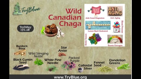 Dilley Wild Canadian Chaga Elixir