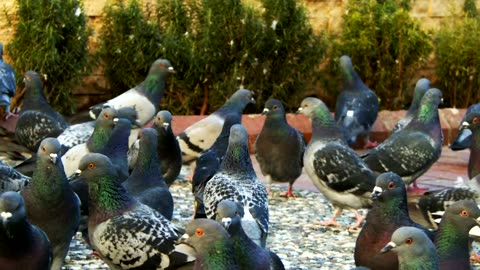 Flock of pigeons on the street, slow motion