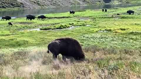 INTENSE BISON FIGHT DURING RUT - YELLOWSTONE NATIONAL PARK