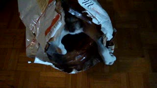 Hungry Dog Goes Inside The Food Bag Looking For More Food