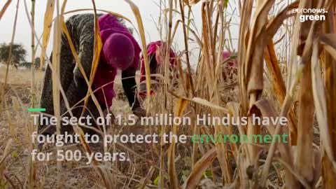 India’s original eco-warriors Meet the Bishnoi community who won’t cut down living trees