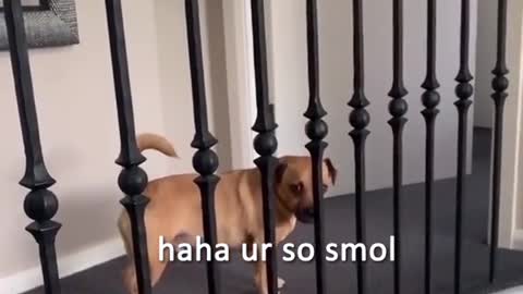 Funny DOG TEASING CORGI