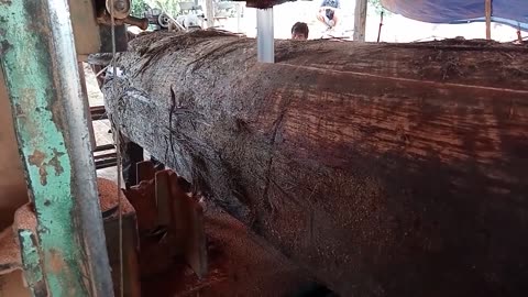 The Form Of Old Wood. More Than 100 Years Old Is Sawed With A Bandsaw Machine.