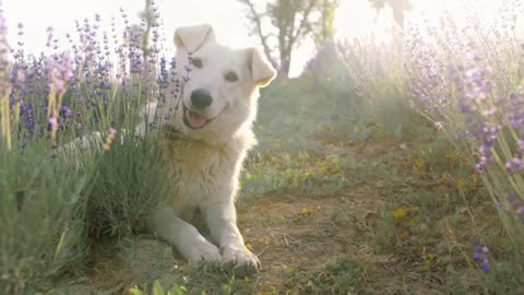 My dog ​​enjoys the beauty of nature