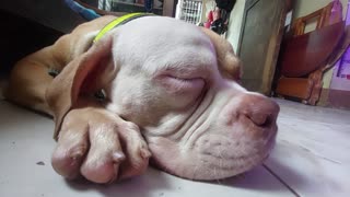 Snoring Bulldog part 2