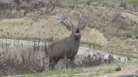 Red Stag roaring