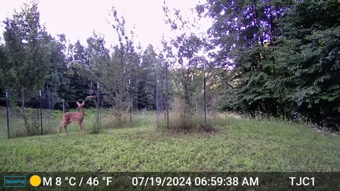 Fawn sniffing bird bath