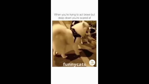 Funny pets showing face reaction