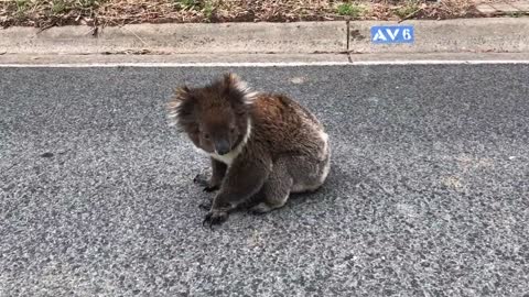 Helping a Tagged Koala to Safety