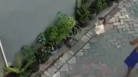 A monkey riding a scooter attacked a girl