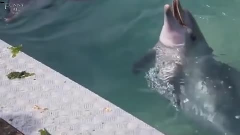 Smart and funny creature Dolphin.