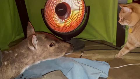 Deer has own blanket fort