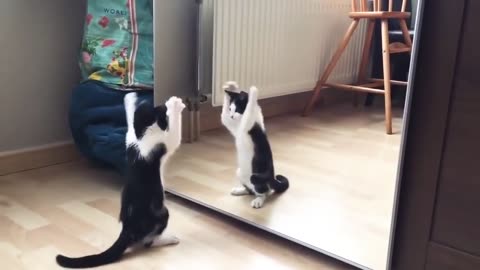 FUNNY CAT WITH MIRROR | CUTE AND FUNNY