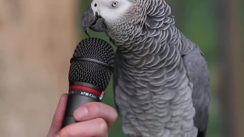 Talking Parrot