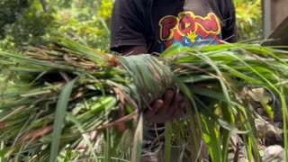 Jamaicans Call This Fever Grass | Plant Medicine | Healing Herbs
