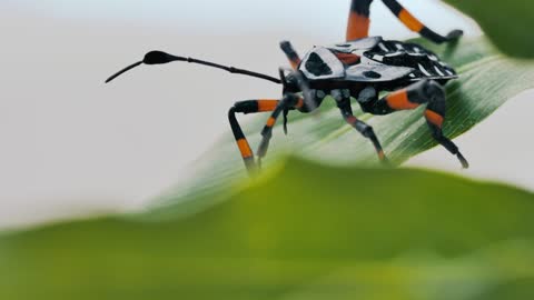 A black and orange bug Hemiptera on a green leaf closeup