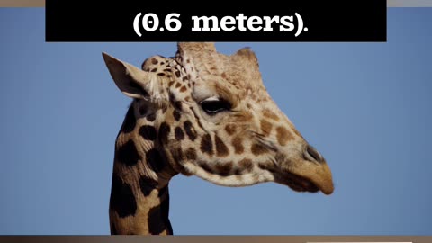 Interesting facts about giraffe