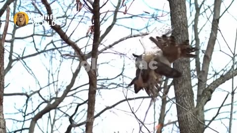 Eagles captures a Goat _ Amazing Raptors and Eagle Attacks _ Eagles vs Monkey, Fox and Snake