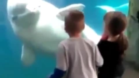 White dolphins show love